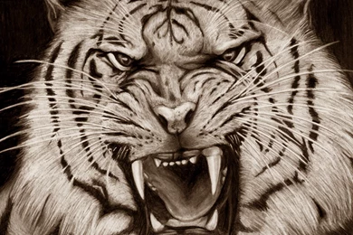 Tiger Scary Face Pencil Art HD Wallpapers