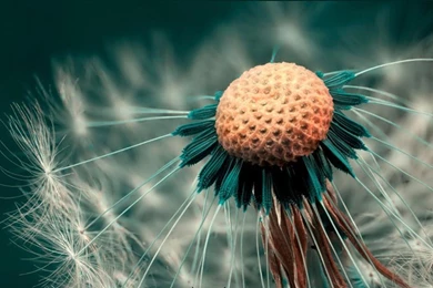 Photography Wallpapers For Free   Top Wallpapers Desktop