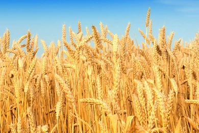 Wheat Wallpapers