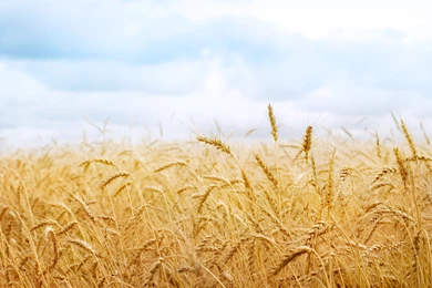 259 Wheat HD Wallpapers
