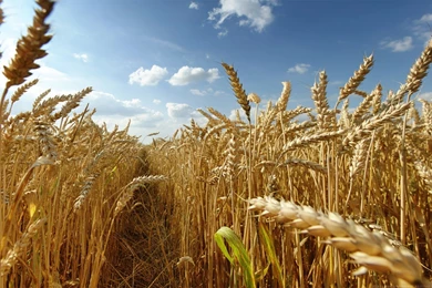 Awesome Wheat HD Wallpapers Free Download