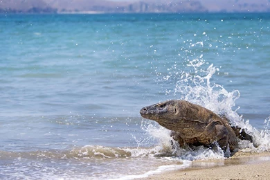 15 Komodo Dragon HD Wallpapers