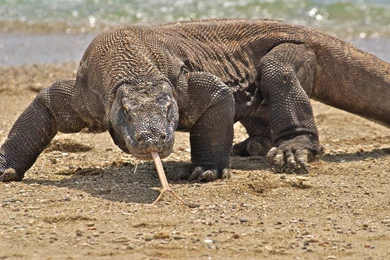 Komodo Dragon HD Wallpapers