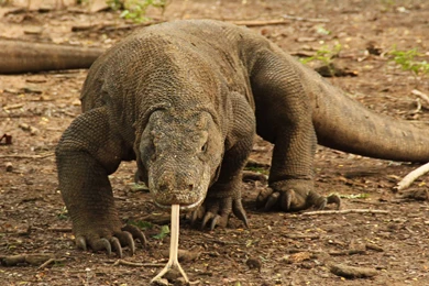 Komodo Dragon Indonesia National Animal