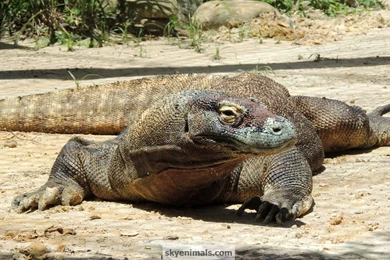 Wallpapers Komodo Images