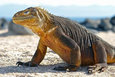 Komodo Dragon HD Wallpapers