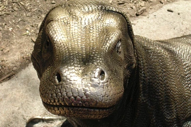 Komodo Dragon Wallpapers   Animals Town