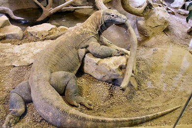 Free Komodo Dragon Wallpapers   Animals Town