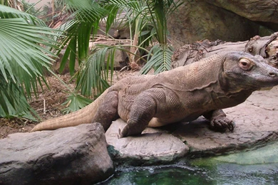 Komodo HD Wallpapers   HD Images, HD Pictures, Backgrounds ...