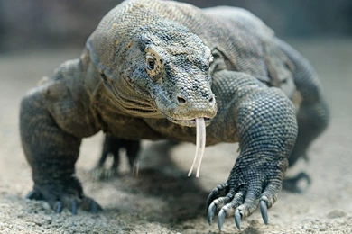14 Quality Komodo Dragon Wallpapers, Animals