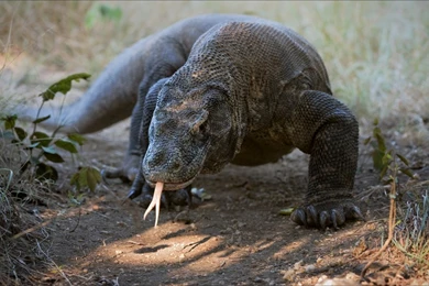 14 Quality Komodo Dragon Wallpapers, Animals