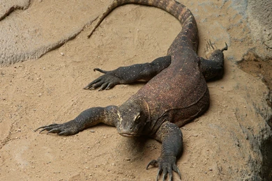 2124x990px Komodo Dragon