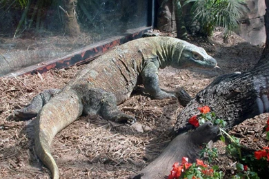 Komodo Dragon HD Wallpapers