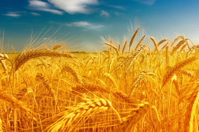 Wheat Computer Wallpapers, Desktop Backgrounds
