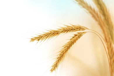 Wheat Wallpapers