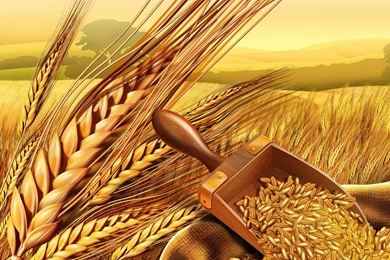 Wheat Wallpapers