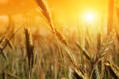 Wheat Wallpapers