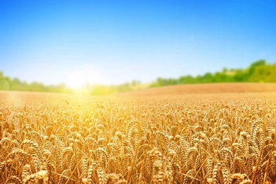 Wallpapers Wheat Field   HD Wallpapers Expert