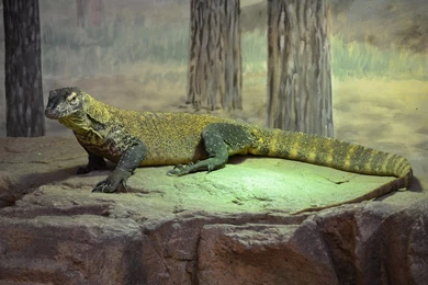 4 Komodo HD Wallpapers