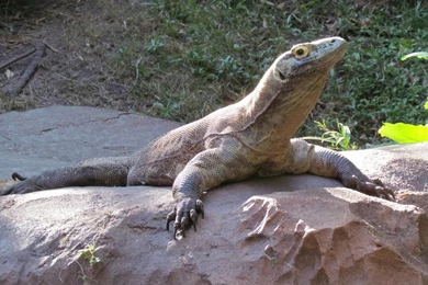 Pictures Of The Komodo Dragon   Wallpapers HD Wide