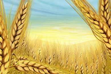 1440x900 Summer Wheat Desktop PC And Mac Wallpapers