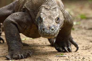 Pictures Of The Komodo Dragon   Wallpapers HD Wide