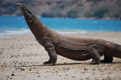 The Komodo Dragon