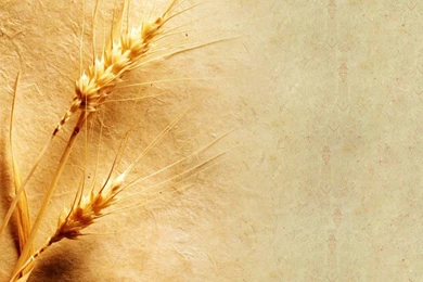 Wallpapers Wheat Grain Free Screensavers 1024x768