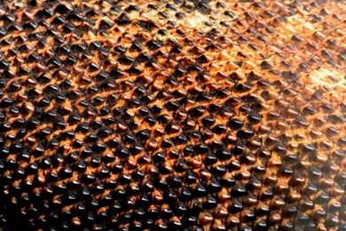 Komodo Dragons Macro Scales Wallpapers   (