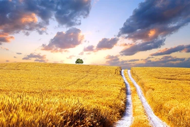 Stunning Wheat Wallpapers   HD Wallpapers