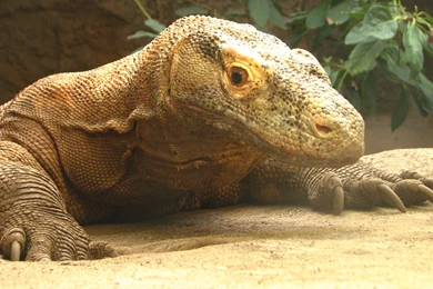 15 Komodo Dragon HD Wallpapers