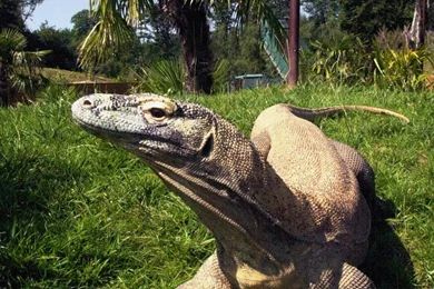 Komodo Dragon (Varanus Komodoensis) Computer Wallpapers, Desktop ...