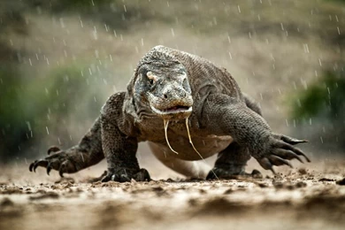 Amos Chapple Photography