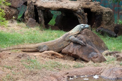 Top Komodo Dragon In Africa Wallpapers