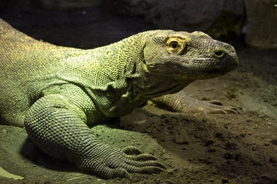 Top Kamodo Dragon Wallpapers