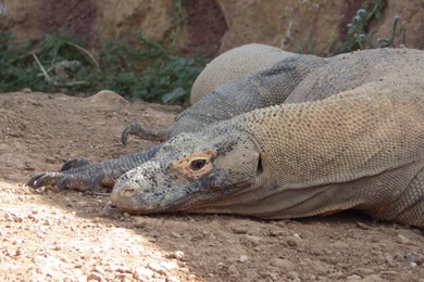 1024x576px Komodo Dragon 458.72 KB