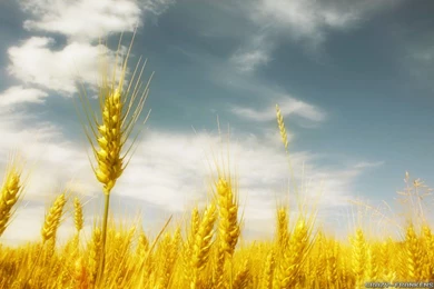 Wheat In Summer Wallpapers   Crazy Frankenstein