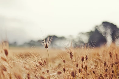 Full HD 1080p Wheat Wallpapers HD, Desktop Backgrounds 1920x1080