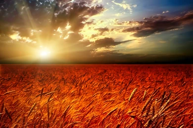 Wheat Bundle Png   Wallpaper.