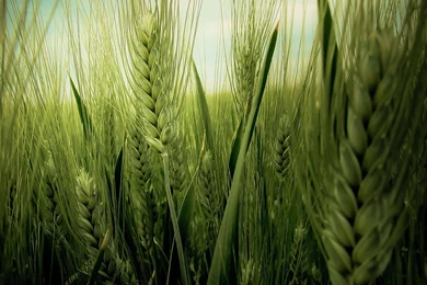 Green Wheat Wallpapers