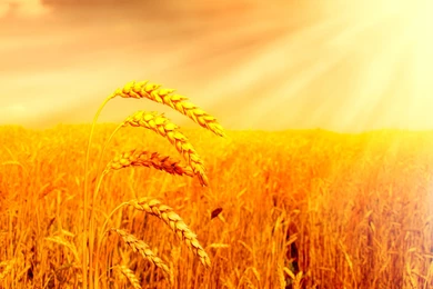DOES Satan SHIFT YOU LIKE WHEAT….DO YOU STAND FIRM ON THE WORD OF ...