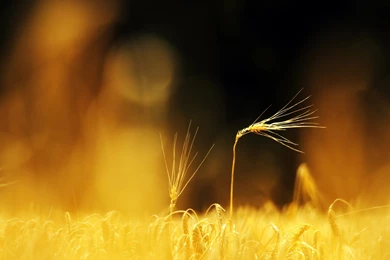 Wheat Field Landscape Picture Wallpapers HD Wallpapers 79613