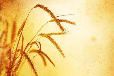 Barley Wheat Difference   Wallpaper.