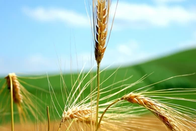 1920x1440 Wheat Desktop PC And Mac Wallpapers