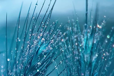 Wheat iPhone 5s Wallpapers