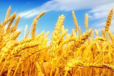 Best Wheat Field Wallpapers Laptop Backgrounds