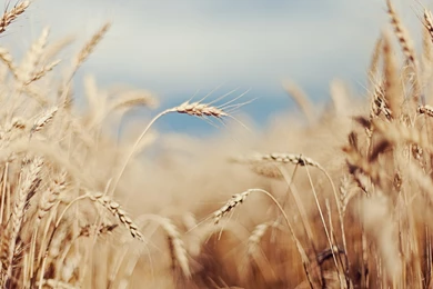 Download Wallpapers 3840x2160 Ears, Gold, Degradation, Wheat, Short ...