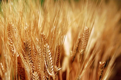 Best Nature Wallpaper: Rain 876650 Nature