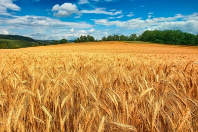 1440x900 Golden Wheat Field Desktop PC And Mac Wallpapers