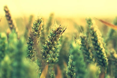 Ripe Wheat iPad Air Wallpapers Download